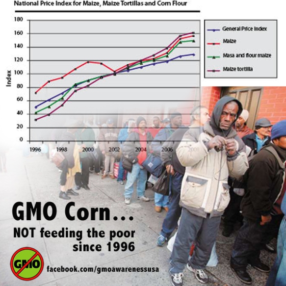 GMO corn not feeding poor