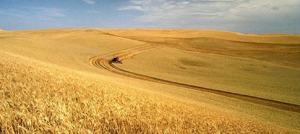 Huge wheat field 2