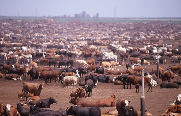 CAFO beef industry