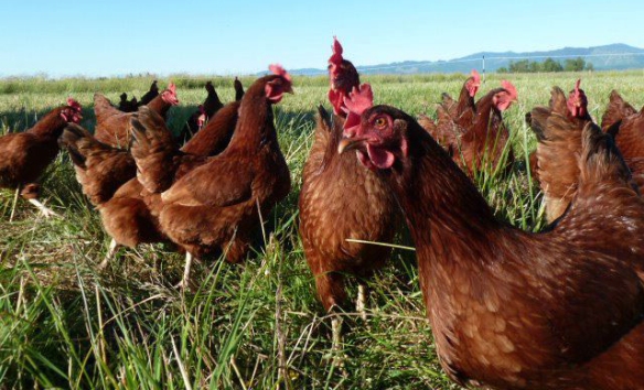 Chickens pasture Ode to Joy Farm crop
