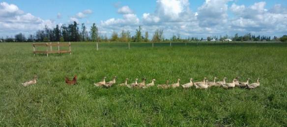 Ducks in field Ode to Joy Farm