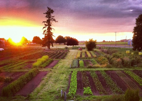 Farm fields sunset