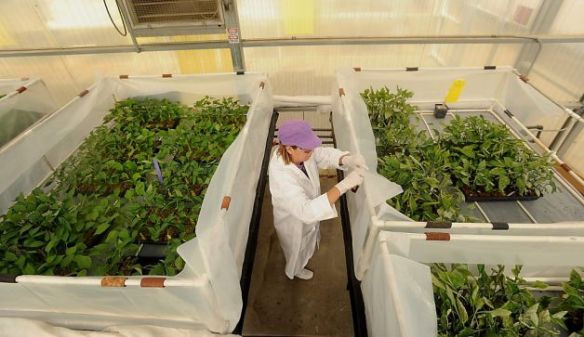 Laboratory greenhouse GMO Monsanto genetic engineering