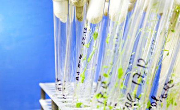 Plant test tube GMO genetic engineering