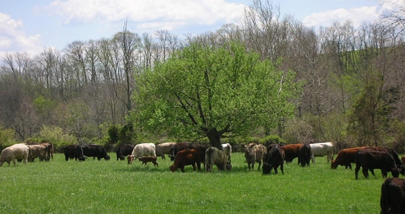 Polyface farm cows field crop
