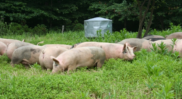 Polyface farm Pigs in grass