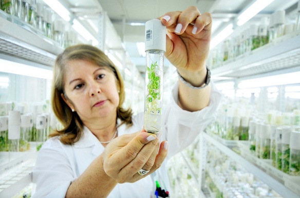 Scientist with plant sample