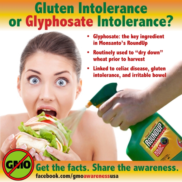 Gluten Wheat Glyphosate RoundUp GMO